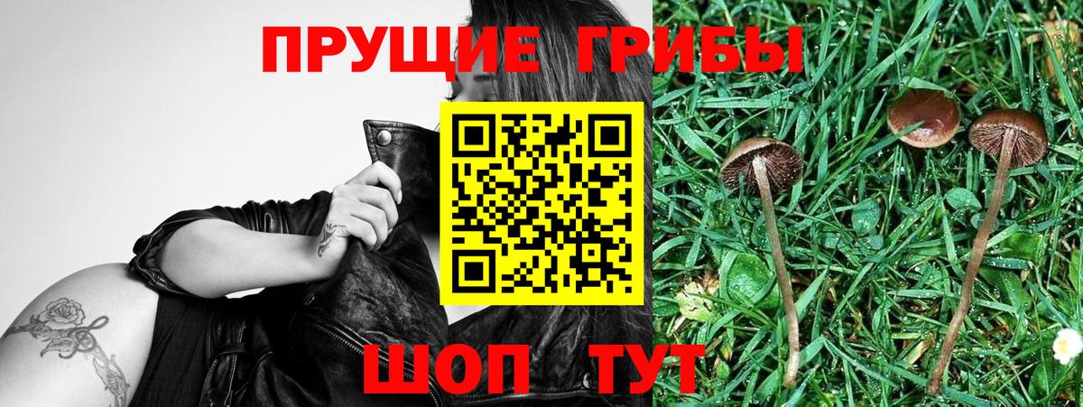 Сунжа  Псилоцибиновые грибы Psilocybine cubensis  Вход с VPN 